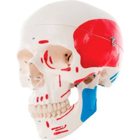 FABRICATION ENTERPRISES 3B® Anatomical Model - Classic Skull, 3-Part Painted 967864